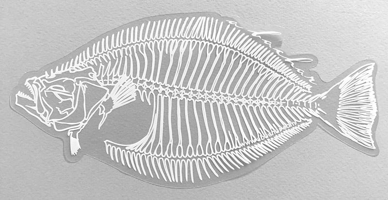 800x413 Halibut Skeleton - Halibut Drawing