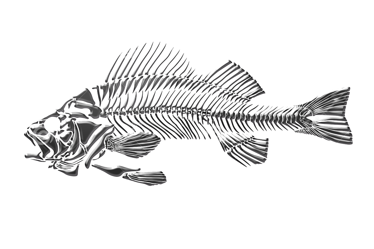 1300x866 Halibut Drawing Skeleton Frames Illustrations Hd Images - Halibut Drawing
