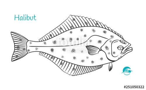 500x309 Halibut Hand Drawn Illustration Stock Image And Royalty Free - Halibut Drawing