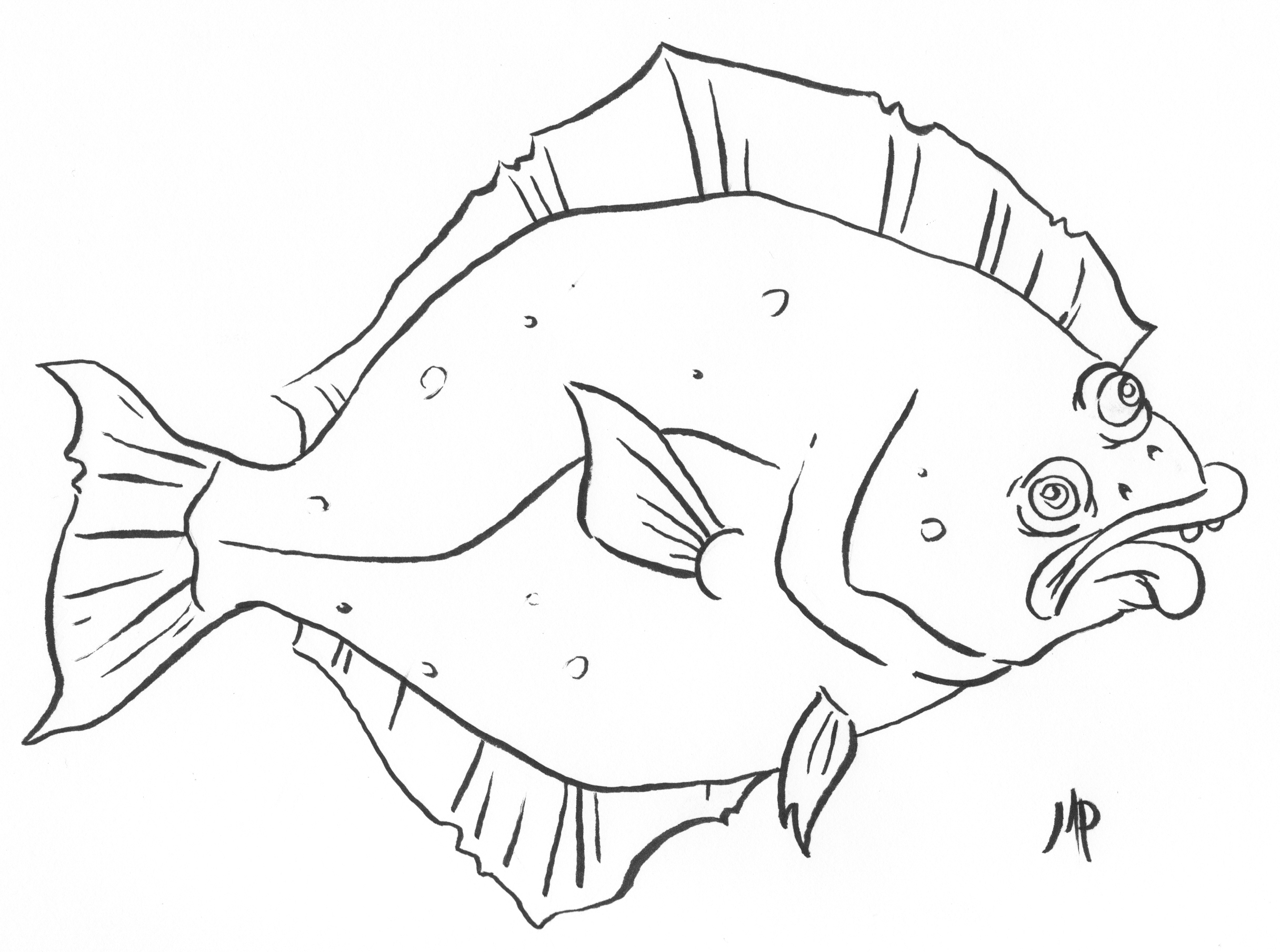 2432x1810 Halibut Mitchdraws - Halibut Drawing
