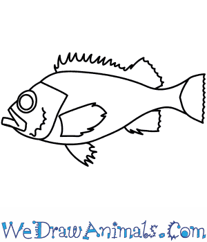 300x350 How To Draw A Redfish - Halibut Drawing