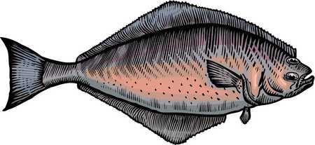 450x207 Stock Illustration - Halibut Drawing