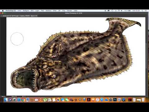 480x360 Time Lapse Of Me Drawing A Halibut - Halibut Drawing