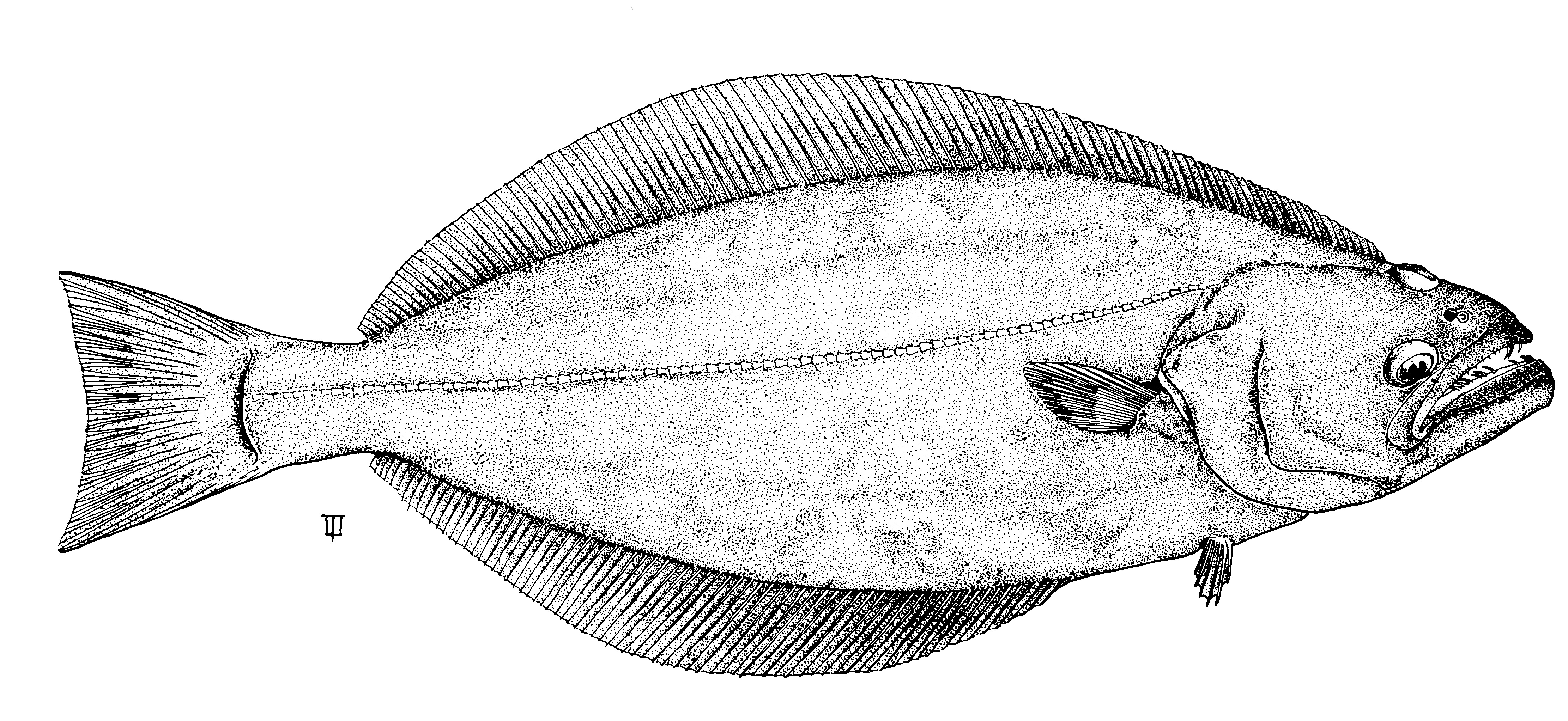 Halibut Drawing at Explore collection of Halibut