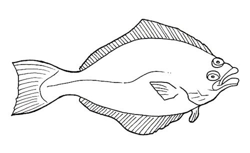 500x306 Halibut Linear Drawing Mini Metcalfs! - Halibut Drawing