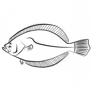 300x300 scotty kid zone - Halibut Drawing