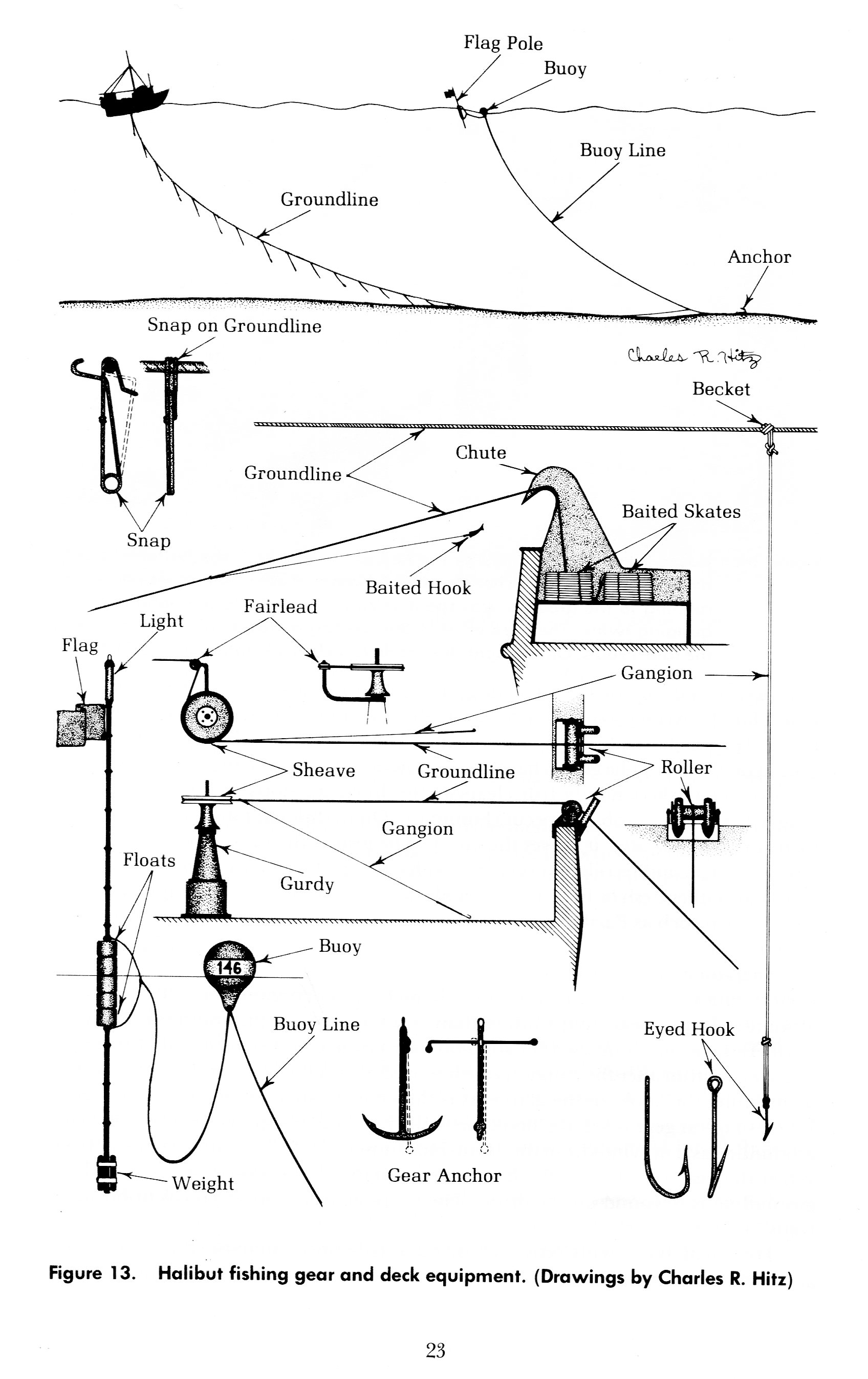 1696x2692 Halibut Drawing Carmel Finley - Halibut Drawing