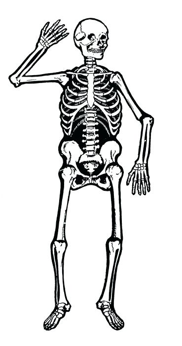 369x700 Halloween Skeleton Clip Art Halloween Holidays Wizard - Halloween Skeleton Drawing