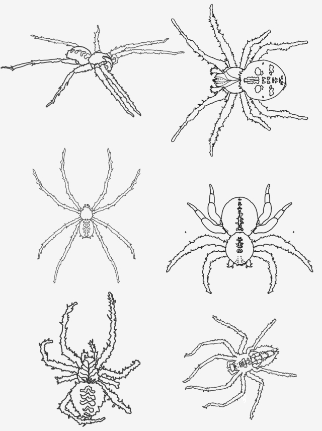 640x856 Hand Painted Halloween Spider Black And White Line Drawing Spider - Halloween Spider Drawing