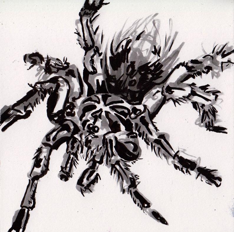 794x786 tarantula drawing ink painting of a spider black tarantula etsy - Halloween Spider Drawing