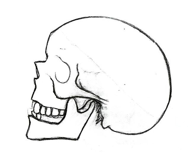 633x519 Hamlet Drawing Skul For Free Download - Hamlet Skull Drawing