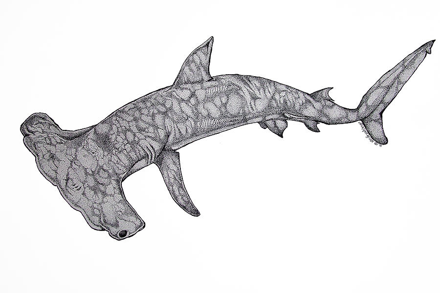 900x600 hammer head shark drawing - Hammer Drawing