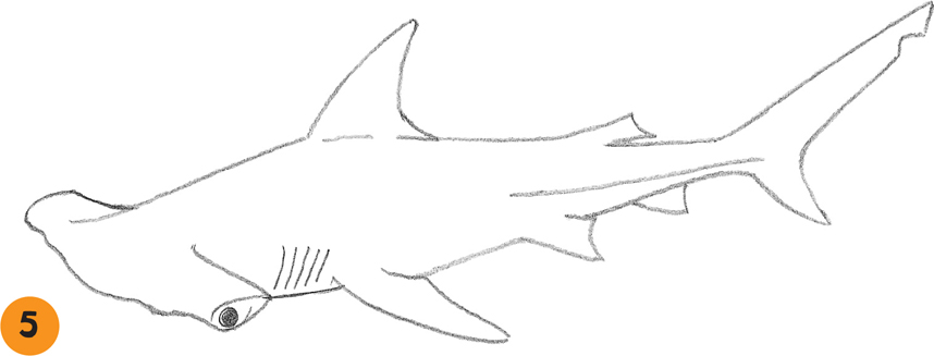 Hammerhead Shark Drawing For Kids