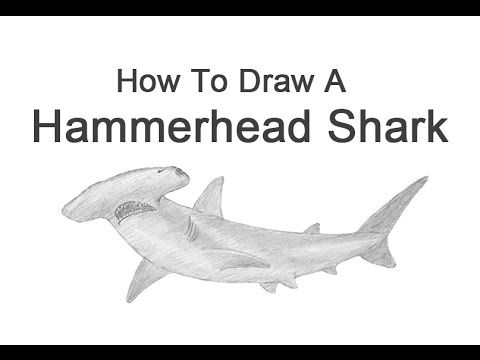 480x360 how to draw a hammerhead shark - Hammerhead Drawing