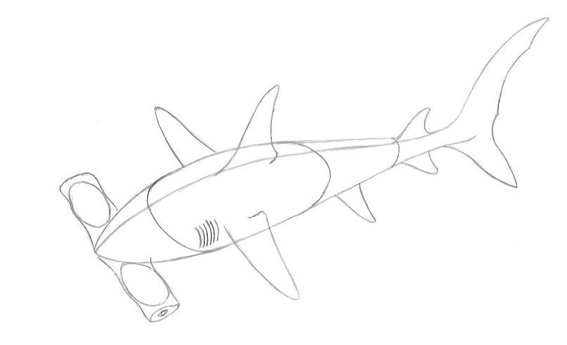 805x490 how to draw a hammerhead shark the drawing journey - Hammerhead Drawing