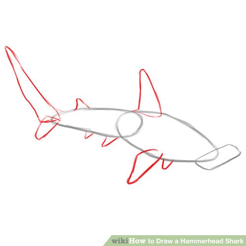 500x500 how to draw a hammerhead shark steps - Hammerhead Drawing