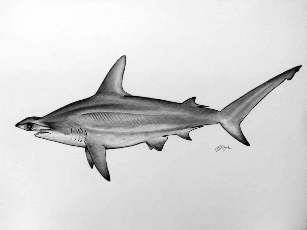 Hammerhead Drawing at Explore collection of