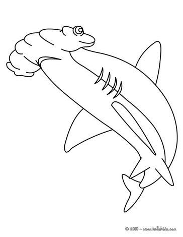 364x470 hammerhead shark drawing - Hammerhead Shark Drawing