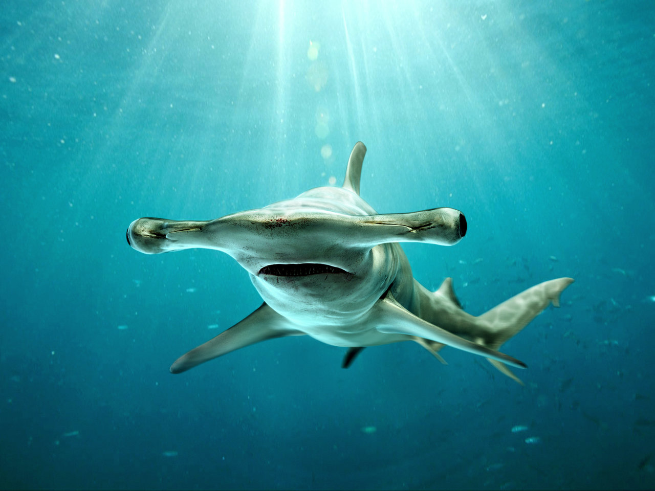 1280x960 hammerhead shark drawing hd wallpaper, background images - Hammerhead Shark Drawing