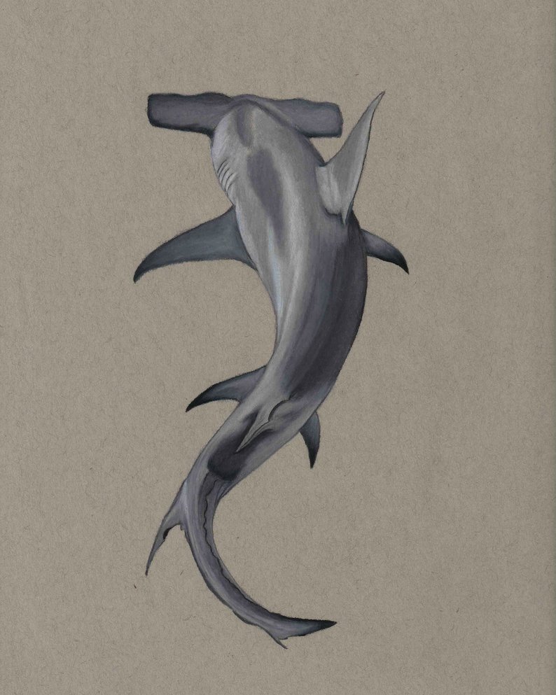 794x993 hammerhead shark drawing print etsy - Hammerhead Shark Drawing