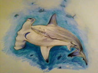333x250 hammerhead shark drawing - Hammerhead Shark Drawing