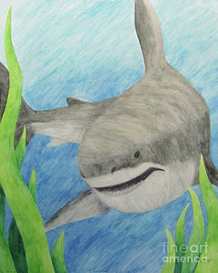 240x300 hammerhead sharks drawings - Hammerhead Shark Drawing