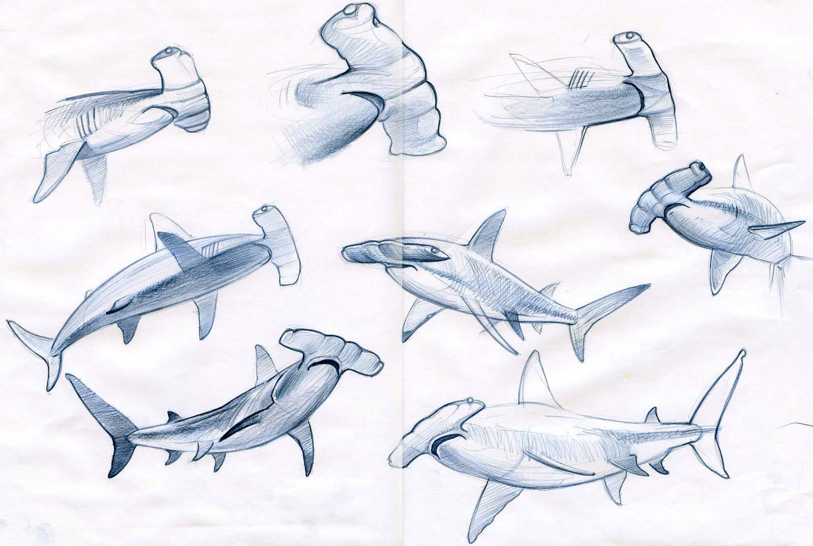 1600x1074 hammerhead shark drawing reference and sketches for artists - Hammerhead Shark Drawing