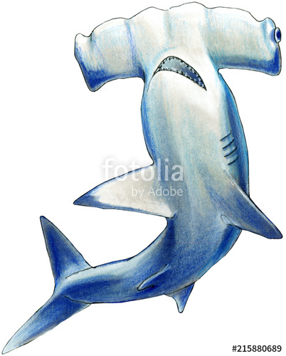 402x500 hammerhead shark seamless pattern on dark blue background - Hammerhead Shark Drawing