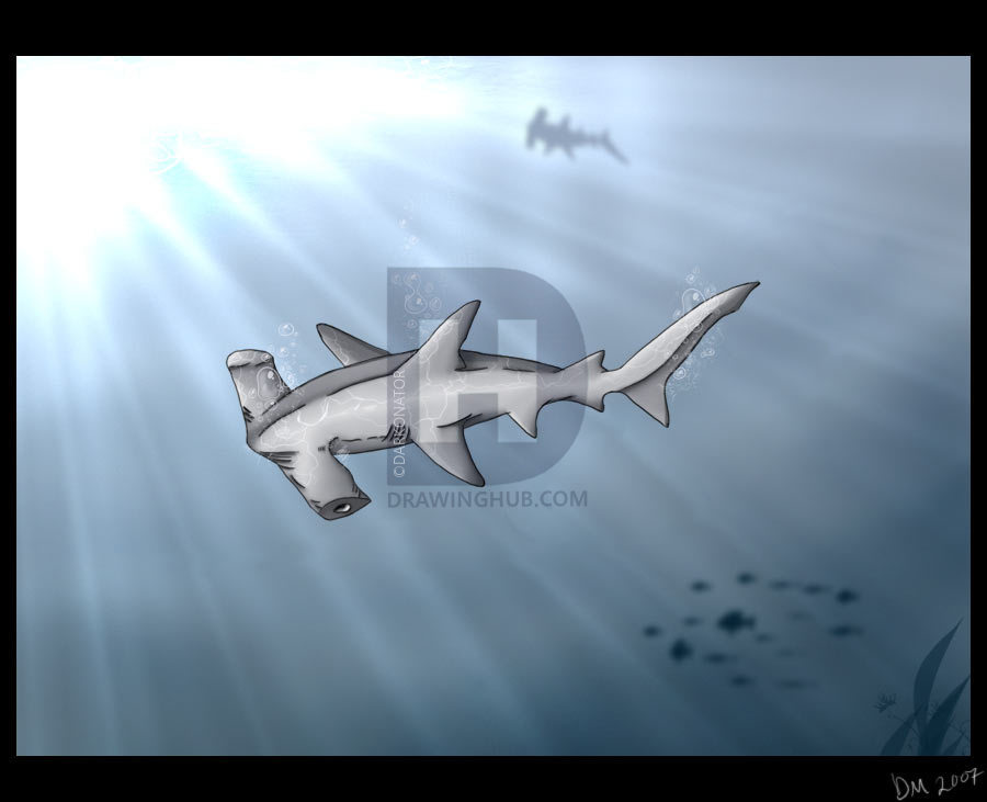 900x731 how to draw a hammerhead shark, step - Hammerhead Shark Drawing