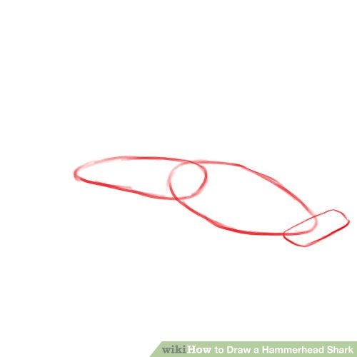 500x500 how to draw a hammerhead shark steps - Hammerhead Shark Drawing