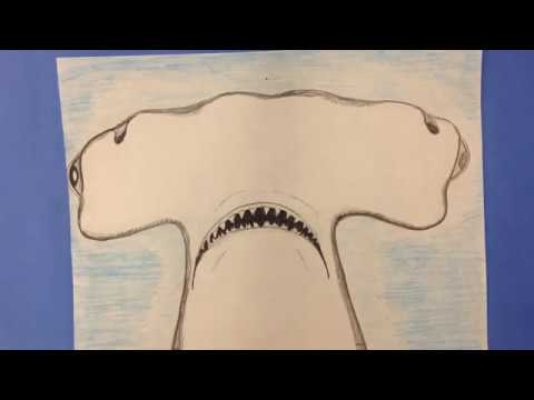 480x360 how to draw a hammerhead shark step - Hammerhead Shark Drawing