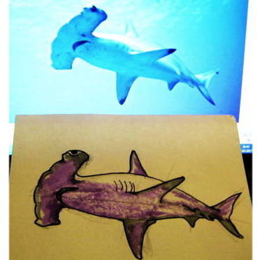 372x372 how to draw a hammerhead shark - Hammerhead Shark Drawing