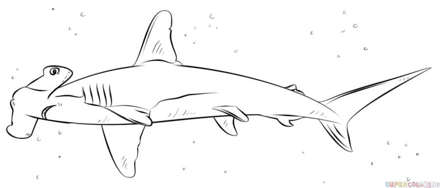 900x384 how to draw a hammerhead shark step - Hammerhead Shark Drawing