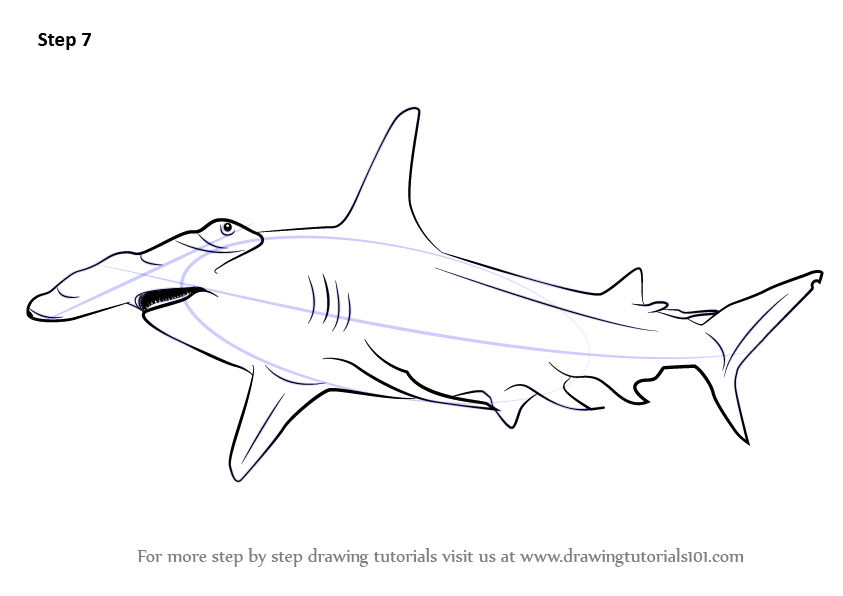 843x596 learn how to draw a hammerhead shark - Hammerhead Shark Drawing