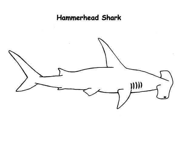 600x464 hammerhead shark coloring - Hammerhead Shark Drawing