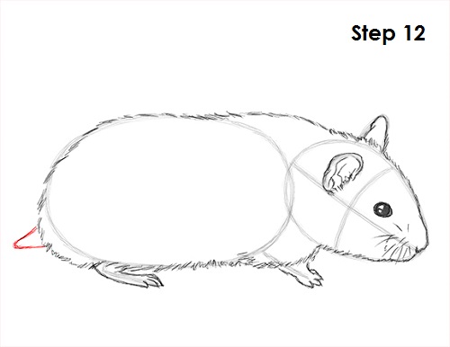 500x386 How To Draw A Hamster - Hamster Cartoon Drawing