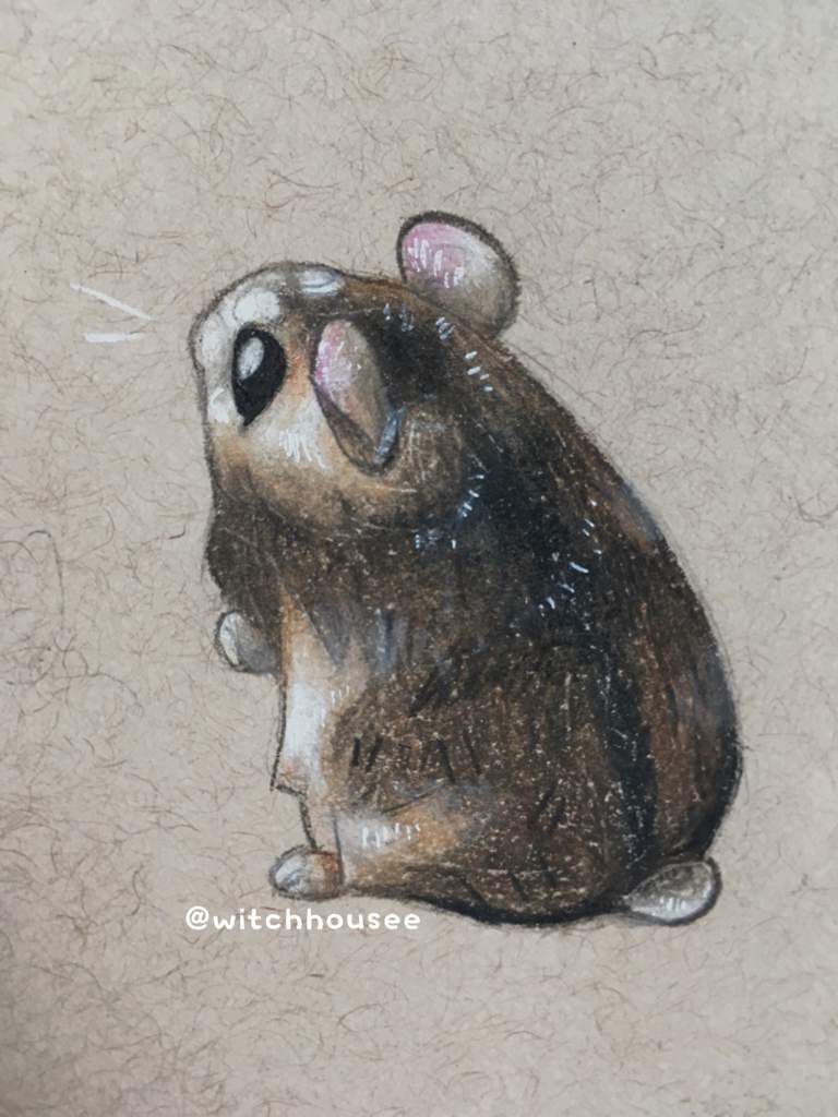 768x1024 hamster drawing hamsters! amino - Hamster Drawing