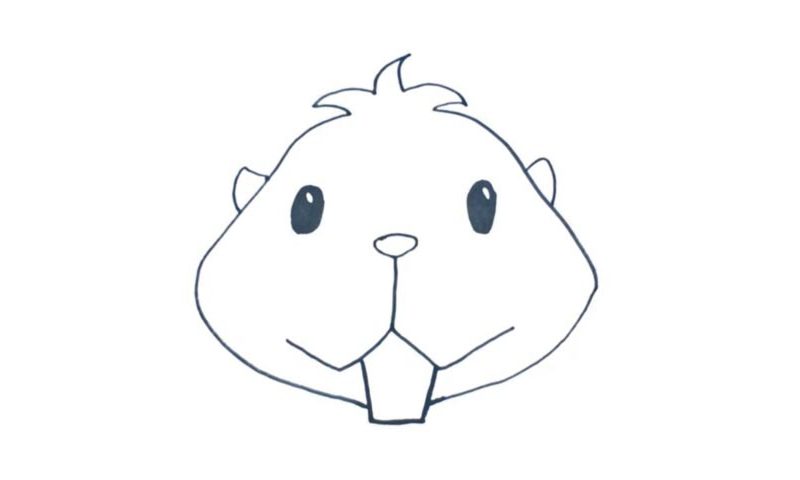 800x480 How To Draw A Hamster Face - Hamster Drawing
