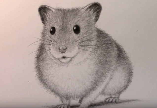 636x437 How To Draw A Hamster Easy Step - Hamster Drawing