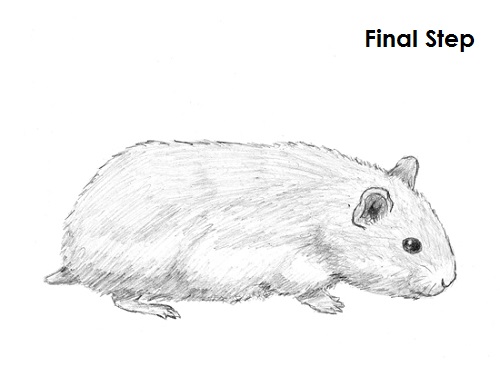 500x386 How To Draw A Hamster - Hamster Drawing