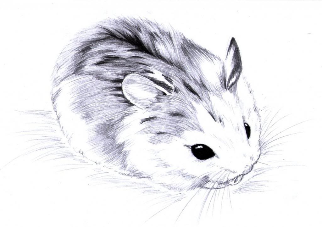 1024x722 Sharing Old Hamster Drawings - Hamster Drawing