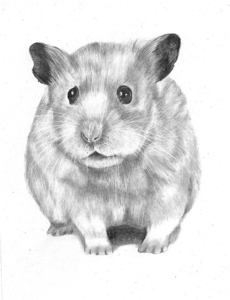 782x1021 Hamster Drawing - Hamster Drawing