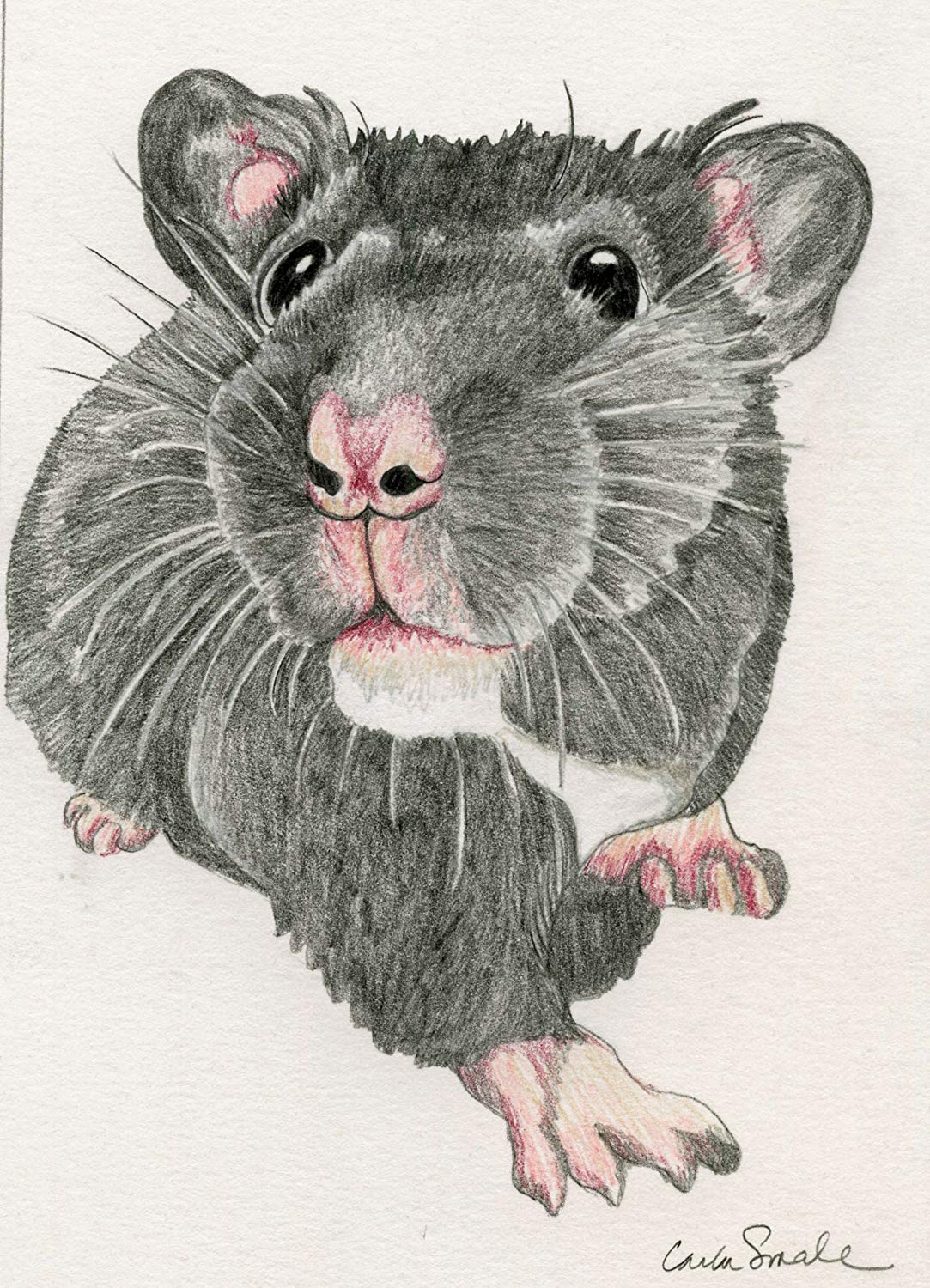 1083x1500 original hamster drawing rodent pocket pet free - Hamster Drawing