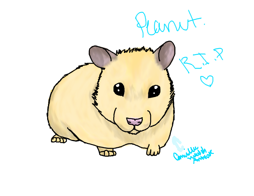 873x674 drawings of hamsters - Hamster Drawing