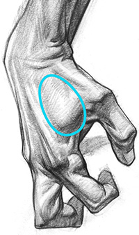200x338 How To Draw Hands Muscle Anatomy Of The Hand Proko - Hand Anatomy Drawing