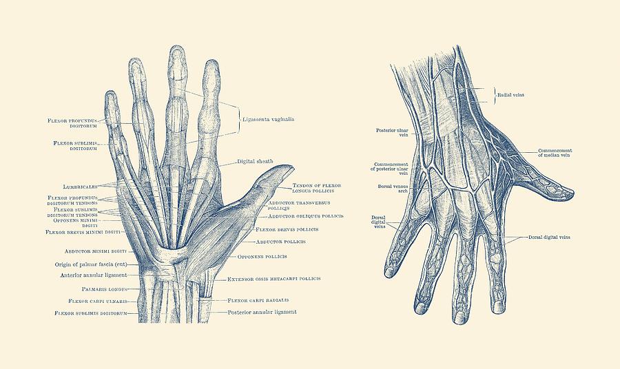 900x536 Human Hand Anatomy - Hand Anatomy Drawing
