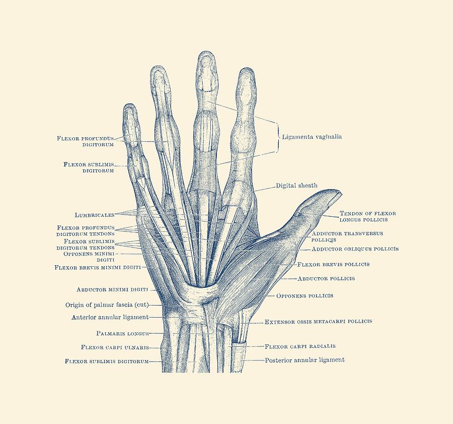 900x841 Ligaments And Bones - Hand Anatomy Drawing