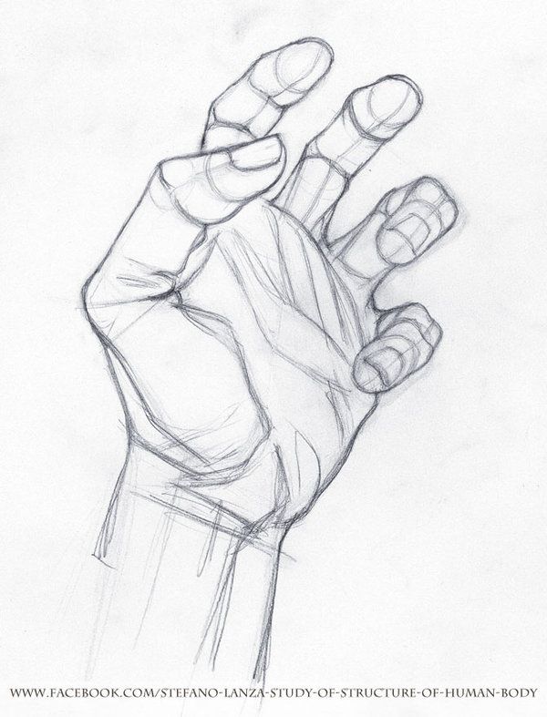 600x787 Study - Hand Anatomy Drawing