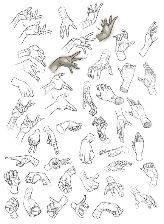 550x751 drawing art hands finger hand human anatomy digital fingers - Hand Anatomy Drawing