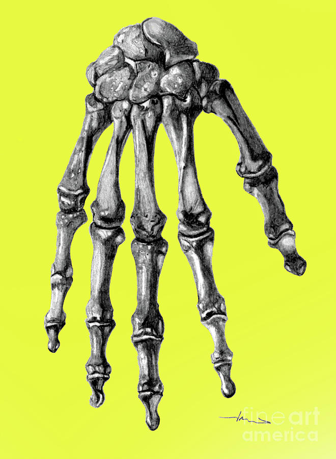 660x900 Hand Bones Drawing - Hand Bones Drawing
